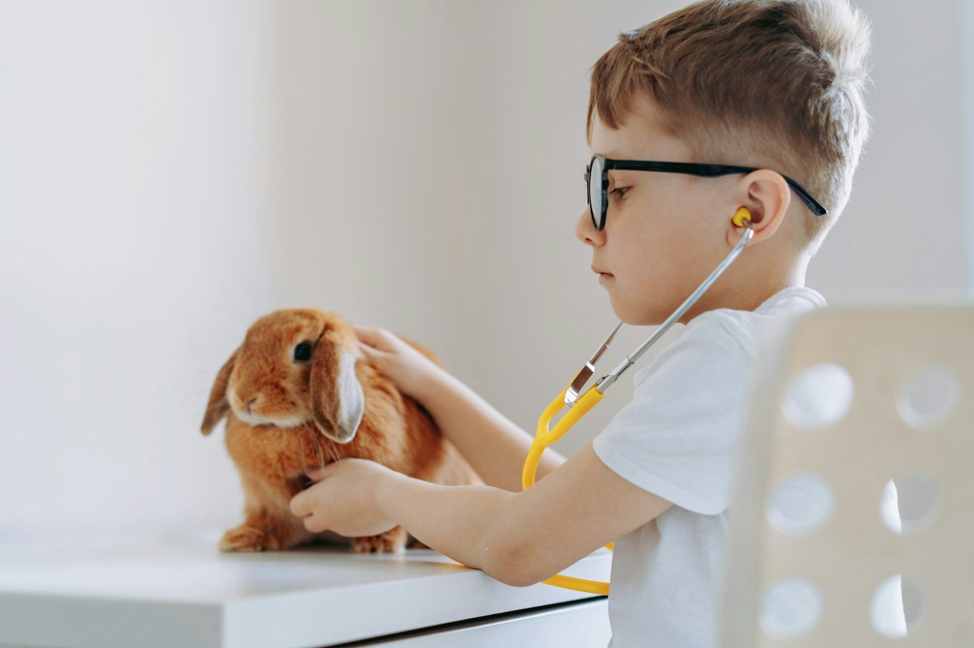 Play The Rabbit How to Build an Indoor Rabbit Play Area with Recyclable Materials ...