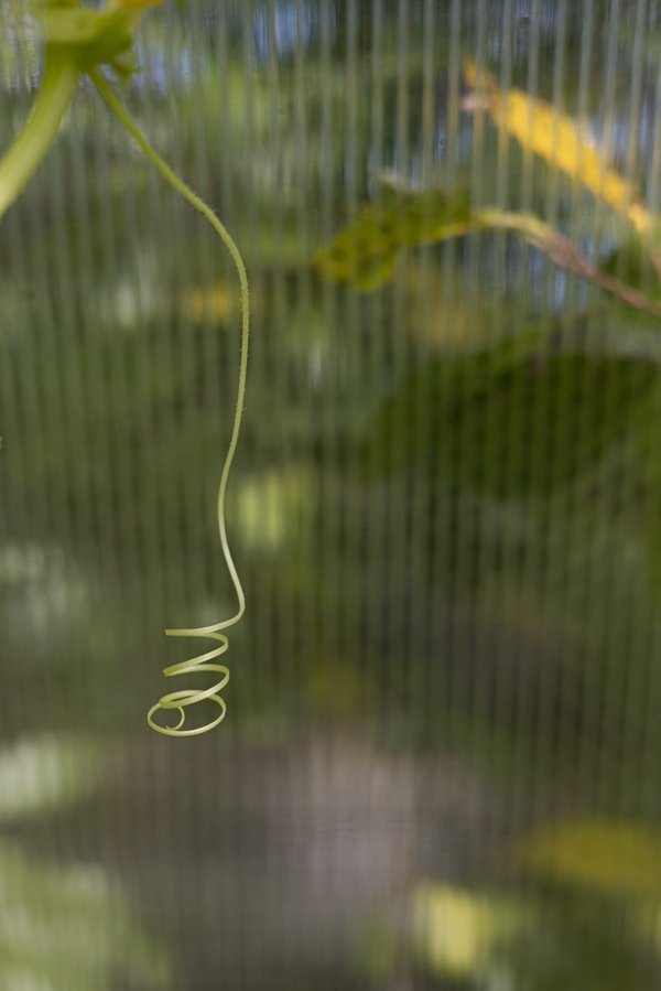 How to Tailor Strength Training for Female Rugby Players?